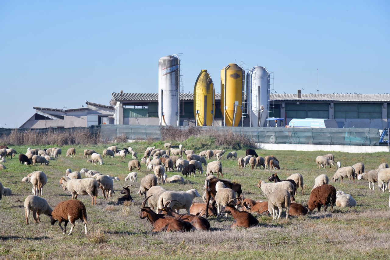 Sheep and goats grazing in Castel d'Azzano, Veneto, Italy with farm silos in the background.