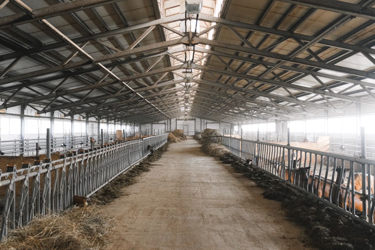 Mastering the First Impression: Your intriguing post title goes here Wide-angle view of a barn interior, showcasing feeding areas for cattle in an agricultural setting.